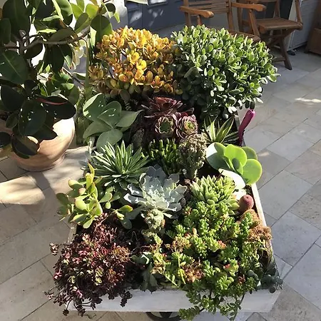 Lisa 2* Виареджо