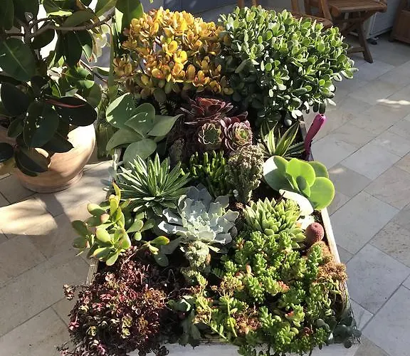 Lisa 2* فياريجيو