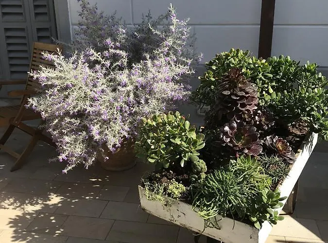 فندق Lisa فياريجيو